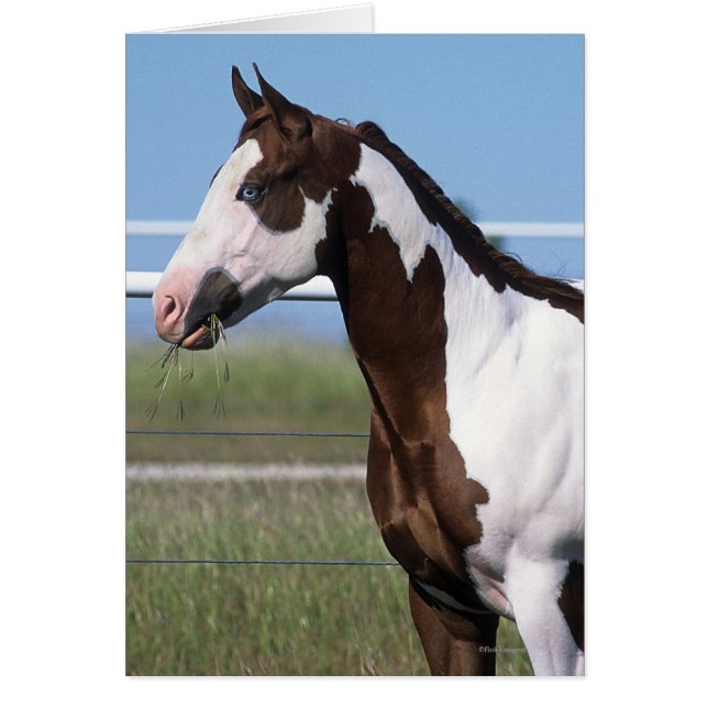 Paint Horse Stehend (Vorne)