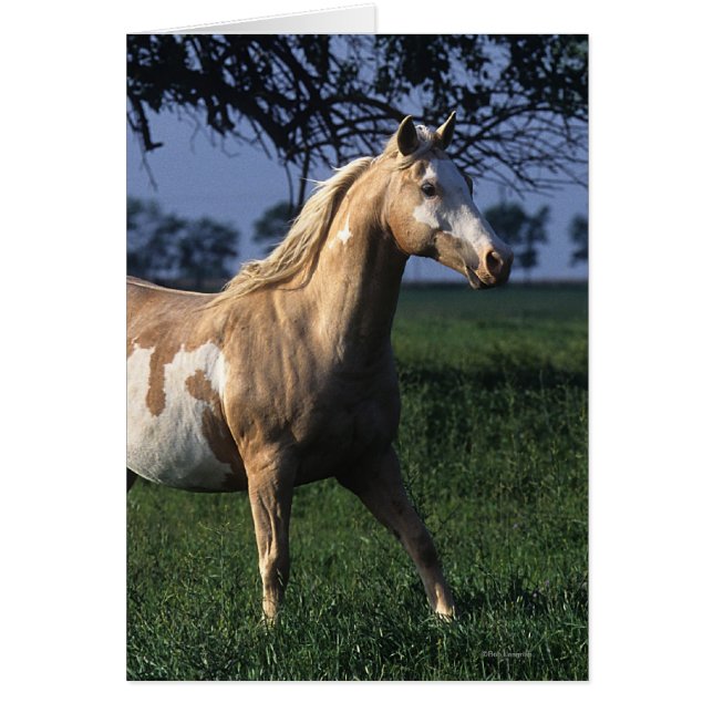 Paint Horse Stehend 2 (Vorne)