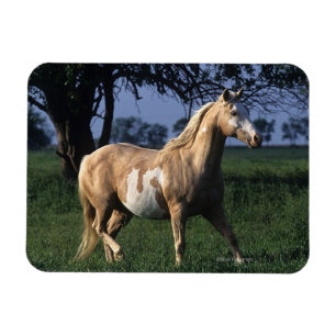 Paint Horse Stehend 2 Magnet