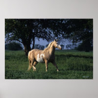 Paint Horse Stehend 2