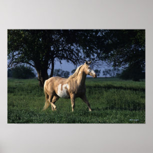 Paint Horse Stehend 2 Poster