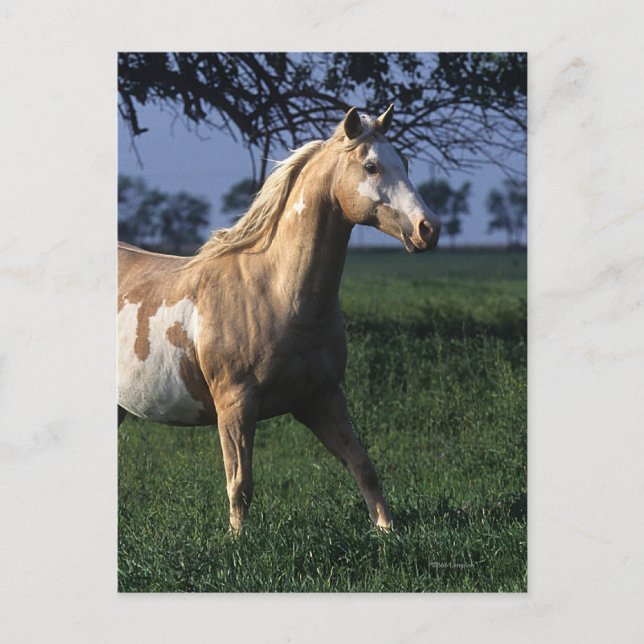 Paint Horse Stehend 2 Postkarte (Vorderseite)