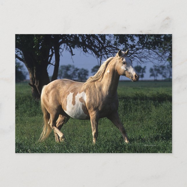 Paint Horse Stehend 2 Postkarte (Vorderseite)