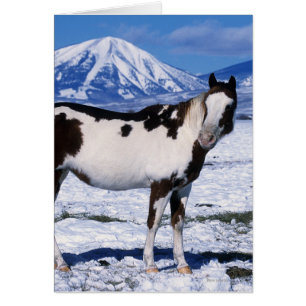 Paint Horse Stehend im Schnee