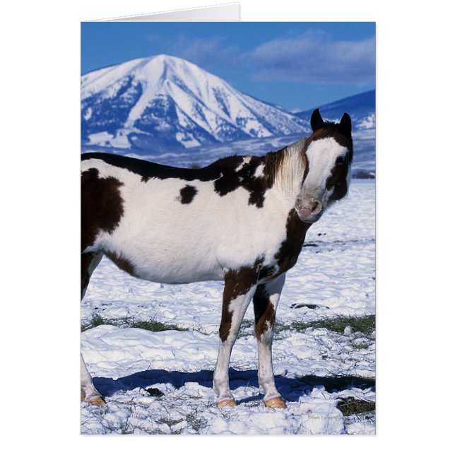 Paint Horse Stehend im Schnee (Vorne)