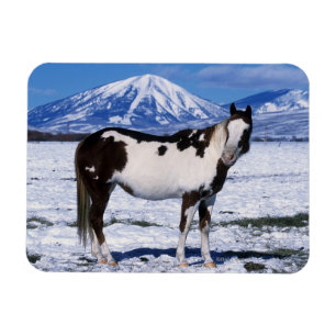 Paint Horse Stehend im Schnee Magnet