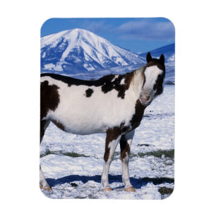 Paint Horse Stehend im Schnee Magnet
