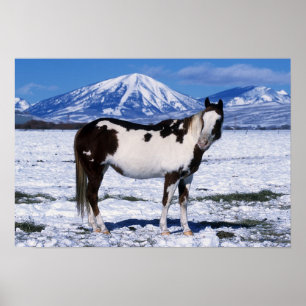 Paint Horse Stehend im Schnee Poster