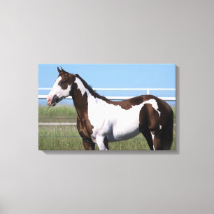 Paint Horse Stehend Leinwanddruck
