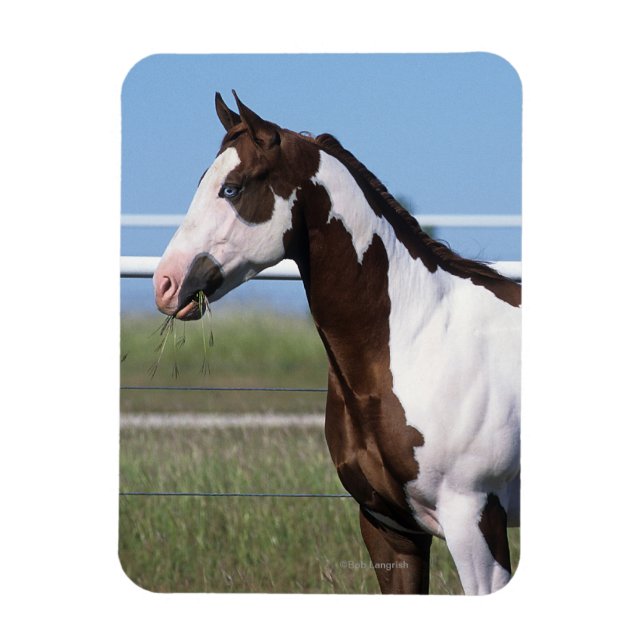 Paint Horse Stehend Magnet (Vertikal)