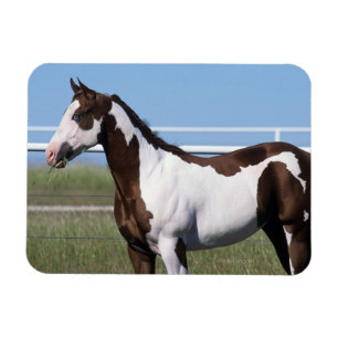 Paint Horse Stehend Magnet