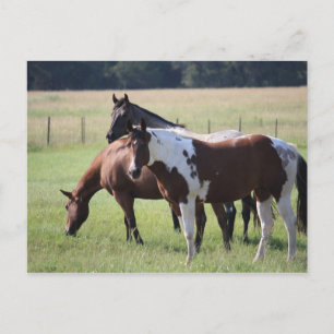 Paint Horse und Friends Postkarte