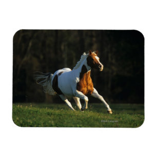 Paint Horse wird schnell ausgeführt Magnet