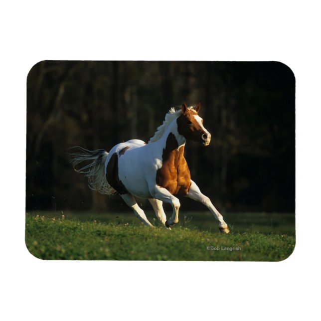 Paint Horse wird schnell ausgeführt Magnet (Horizontal)
