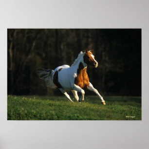 Paint Horse wird schnell ausgeführt Poster