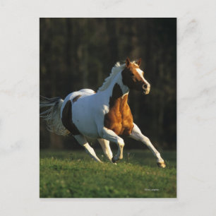 Paint Horse wird schnell ausgeführt Postkarte