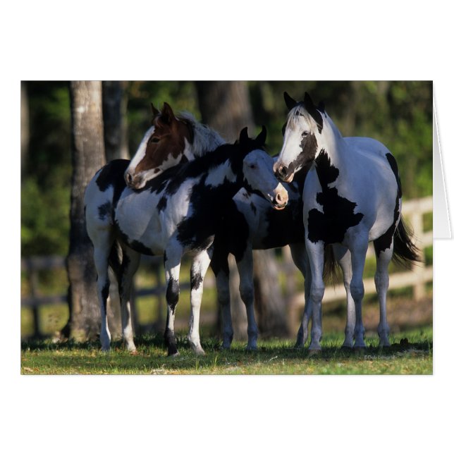 Paint Horses (Vorderseite (Horizontal))