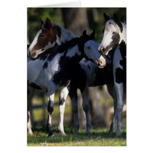 Paint Horses