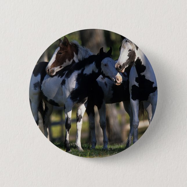 Paint Horses Button (Vorderseite)