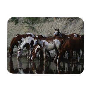 Paint Horses Drinks Magnet