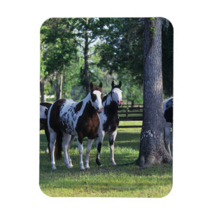 Paint Horses in the Trees Magnet