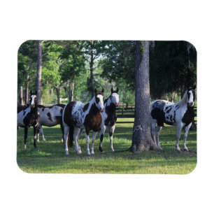 Paint Horses in the Trees Magnet