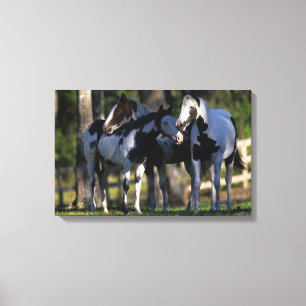 Paint Horses Leinwanddruck