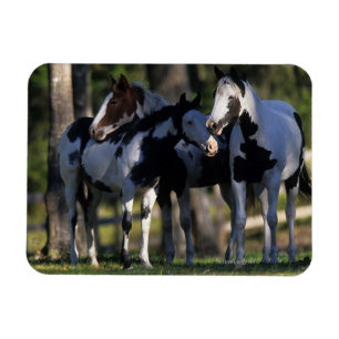 Paint Horses Magnet