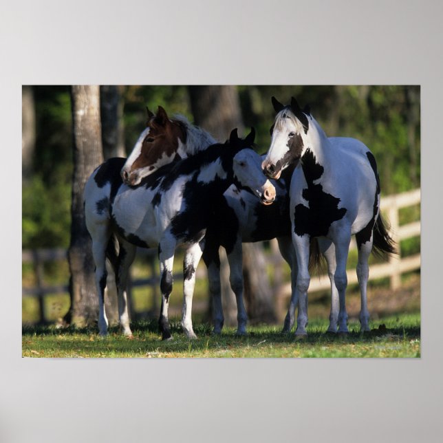 Paint Horses Poster (Vorne)