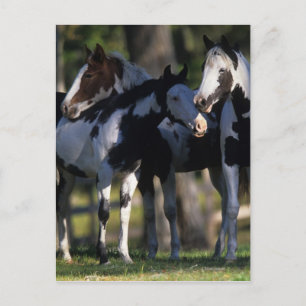 Paint Horses Postkarte