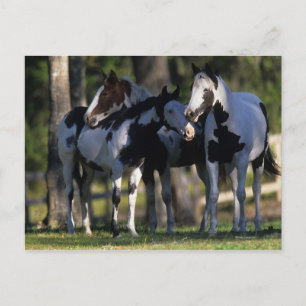 Paint Horses Postkarte
