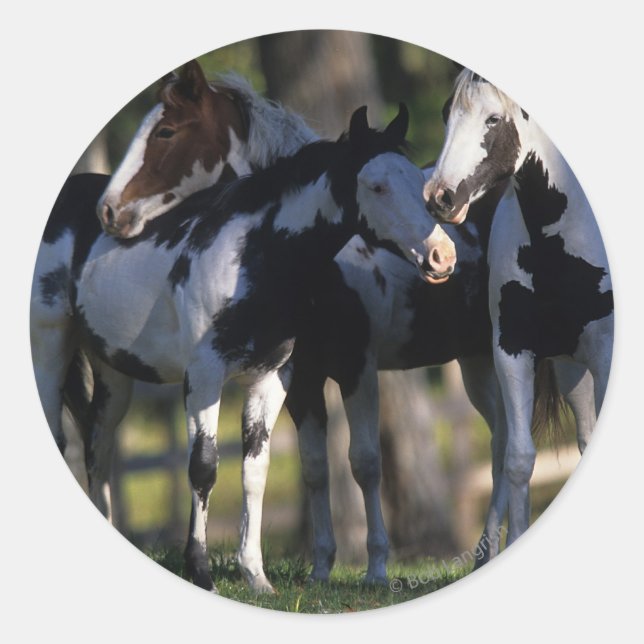 Paint Horses Runder Aufkleber (Vorderseite)