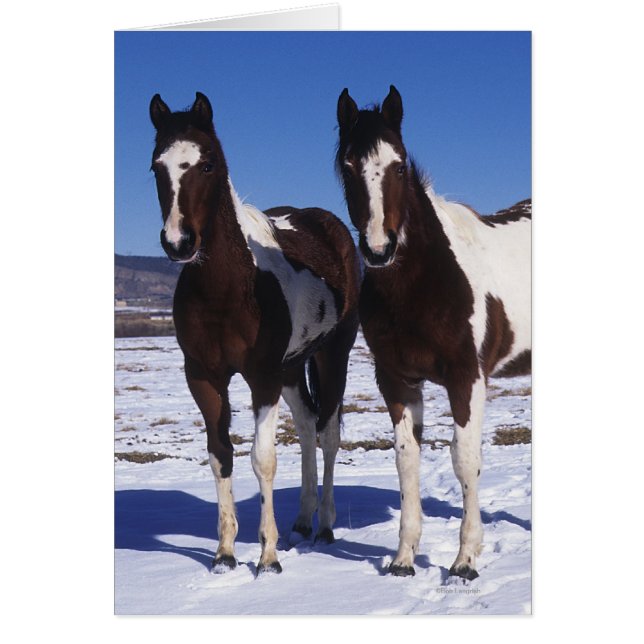 Paint Horses Stehend im Schnee (Vorne)