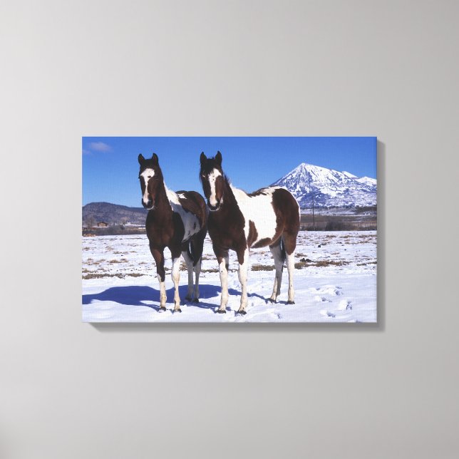 Paint Horses Stehend im Schnee Leinwanddruck (Vorderseite)