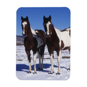 Paint Horses Stehend im Schnee Magnet