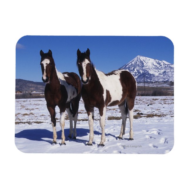 Paint Horses Stehend im Schnee Magnet (Horizontal)