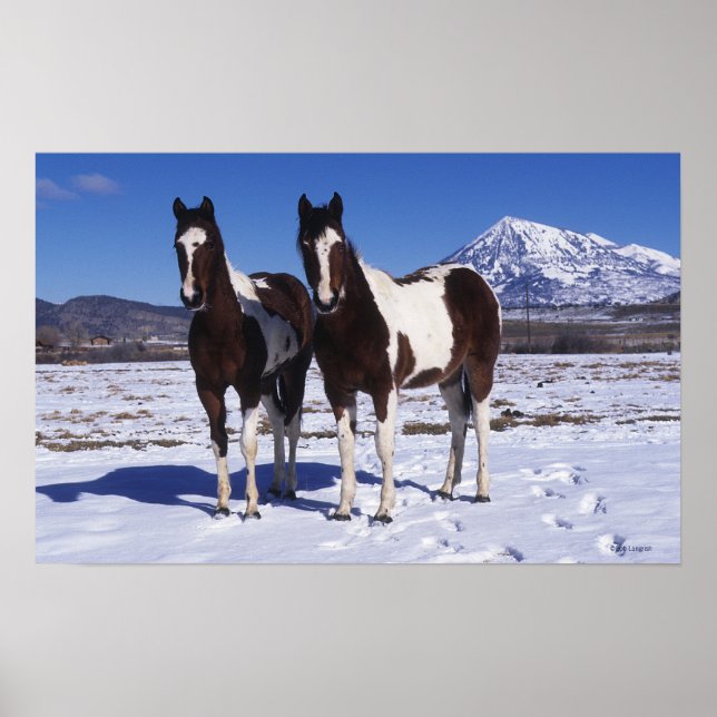 Paint Horses Stehend im Schnee Poster (Vorne)