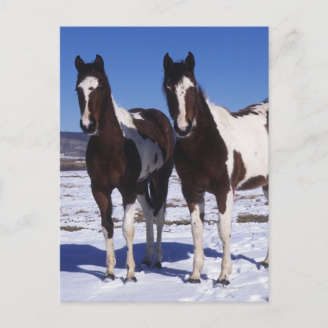 Paint Horses Stehend im Schnee Postkarte (Vorderseite)