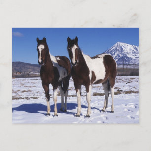 Paint Horses Stehend im Schnee Postkarte