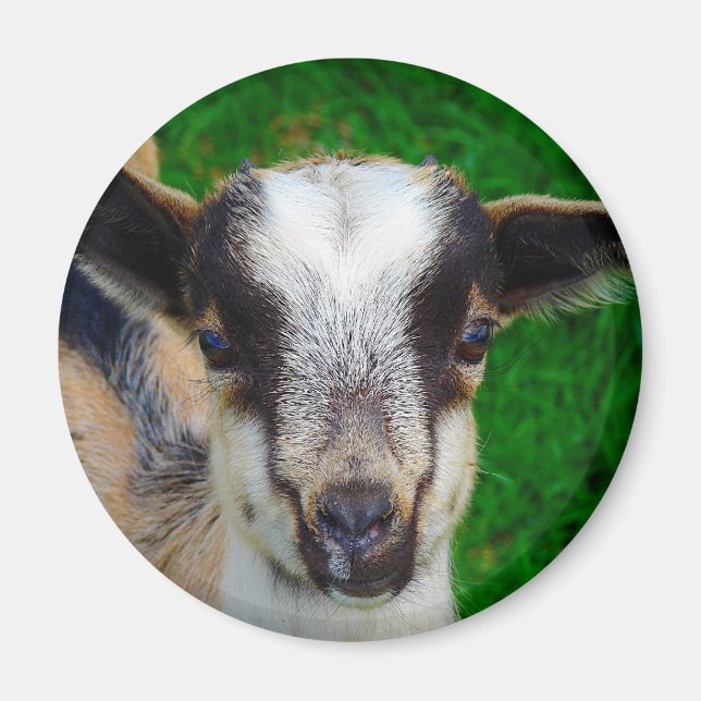 Paint Magnet (Vorne)