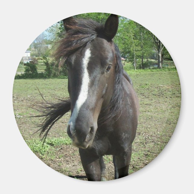 Paint Magnet (Vorne)