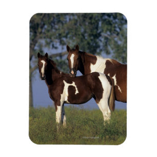 Paint Mare & Foal Magnet