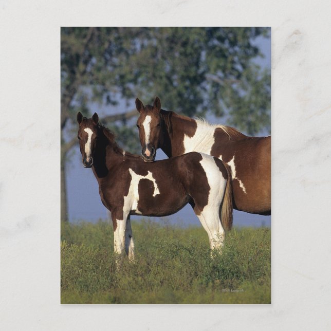 Paint Mare & Foal Postkarte (Vorderseite)