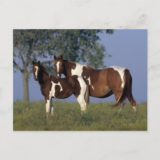 Paint Mare & Foal Postkarte (Vorderseite)