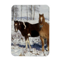 Paint Pferde im Schnee