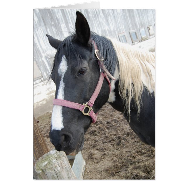 Paint Pinto Pferd (Vorne)