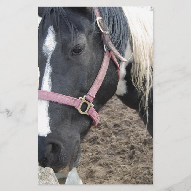 Paint Pinto Pferd Briefpapier (Vorderseite)