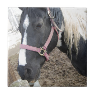 Paint Pinto Pferd Fliese