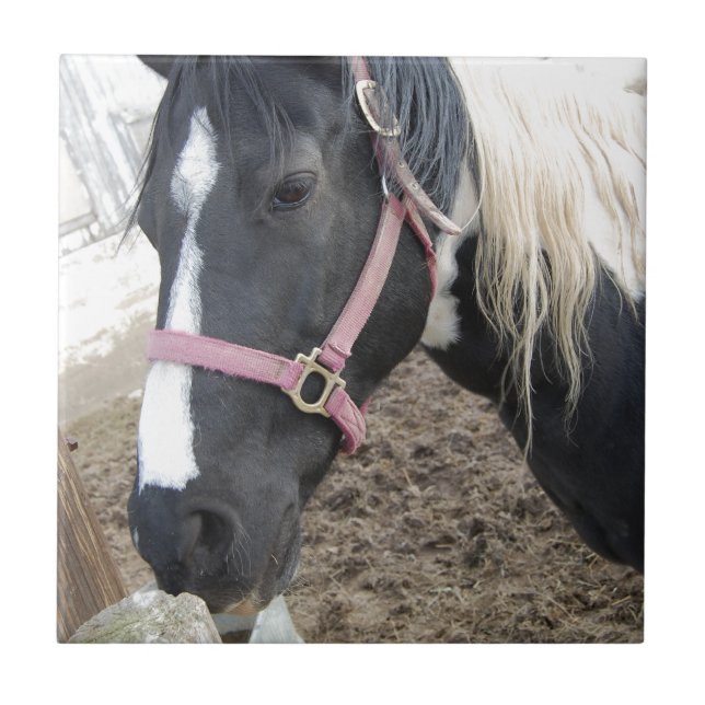 Paint Pinto Pferd Fliese (Vorderseite)