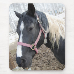 Paint Pinto Pferd Mousepad